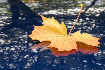 Herfstblad op de motorkap van een auto